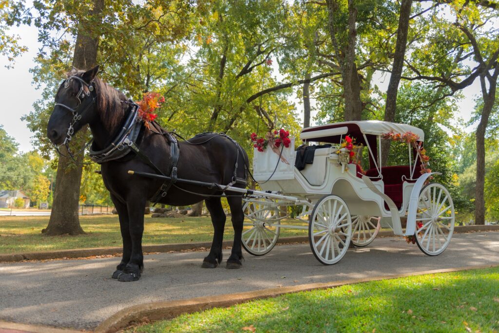 Horse and Carriage Ride in a forest