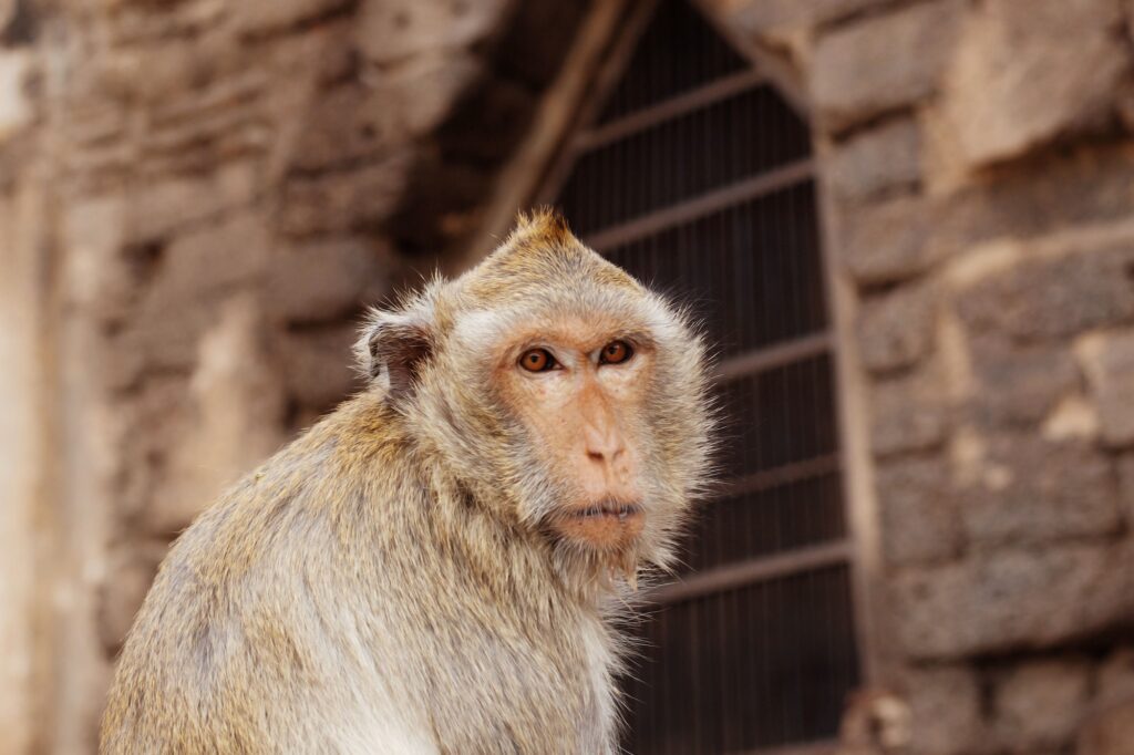 Monkey of face in a zoo